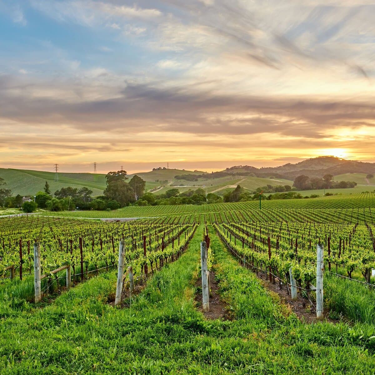 Wine Tours 1 Wine Tours, limo wine tour, Limo SF, San Francisco